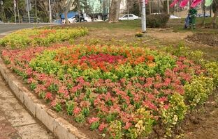 کاشت بیش از ۱۳ هزار گل فصلی در طرح استقبال از بهار