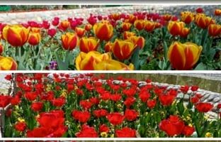 زیبایی بهار با کاشت ۲۰ هزار گل لاله در بوستان‌های منطقه ۴