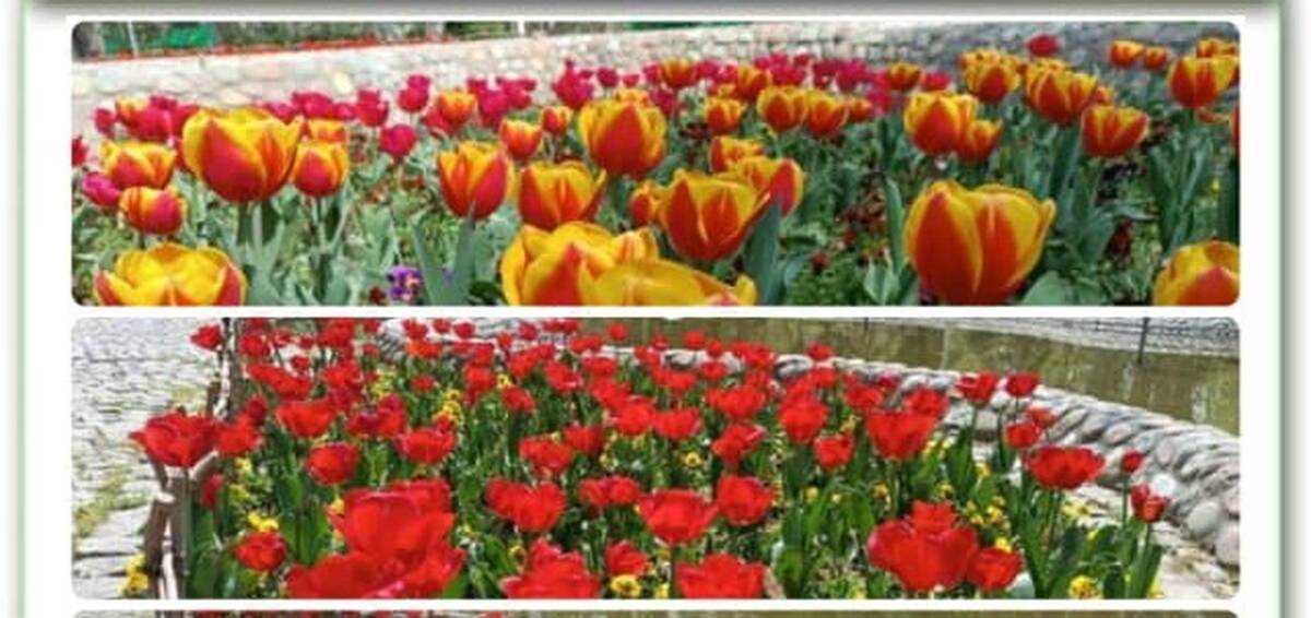 زیبایی بهار با کاشت ۲۰ هزار گل لاله در بوستان‌های منطقه ۴