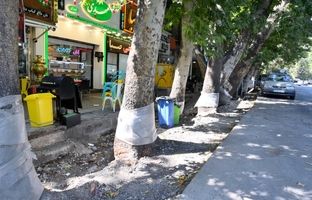 بازسازی نهر باغچه خیابان ولیعصر (عج) با اولویت حفظ درختان چنار کهنسال