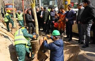 اولین مرحله جایگزینی درختان آسیب دیده و خشک خیابان حضرت ولیعصر (عج) انجام شد