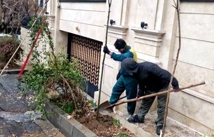  توزیع ۴ هزار اصله نهال رایگان به شهروندان در منطقه یک همزمان با هفته درختکاری