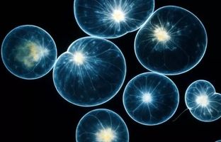 باکتری‌های نورانی، برای سم‌شناسی فاضلاب در فولاد کویر