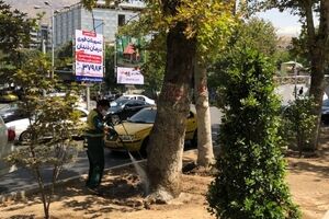 عملیات تخصصی شهرداری منطقه یک برای صیانت از چنارهای میدان تجریش