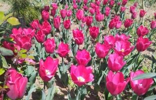 کاشت ۱۴ هزار لاله‌های رنگی در بوستان‌های منطقه۱۳
