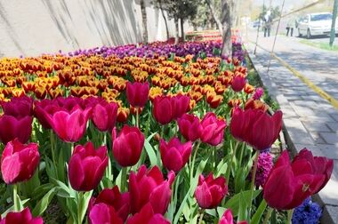 الزامات  استاندارد ایمنی و بهداشتی مواکب عزاداری منطقه2 ارزیابی می شود 
