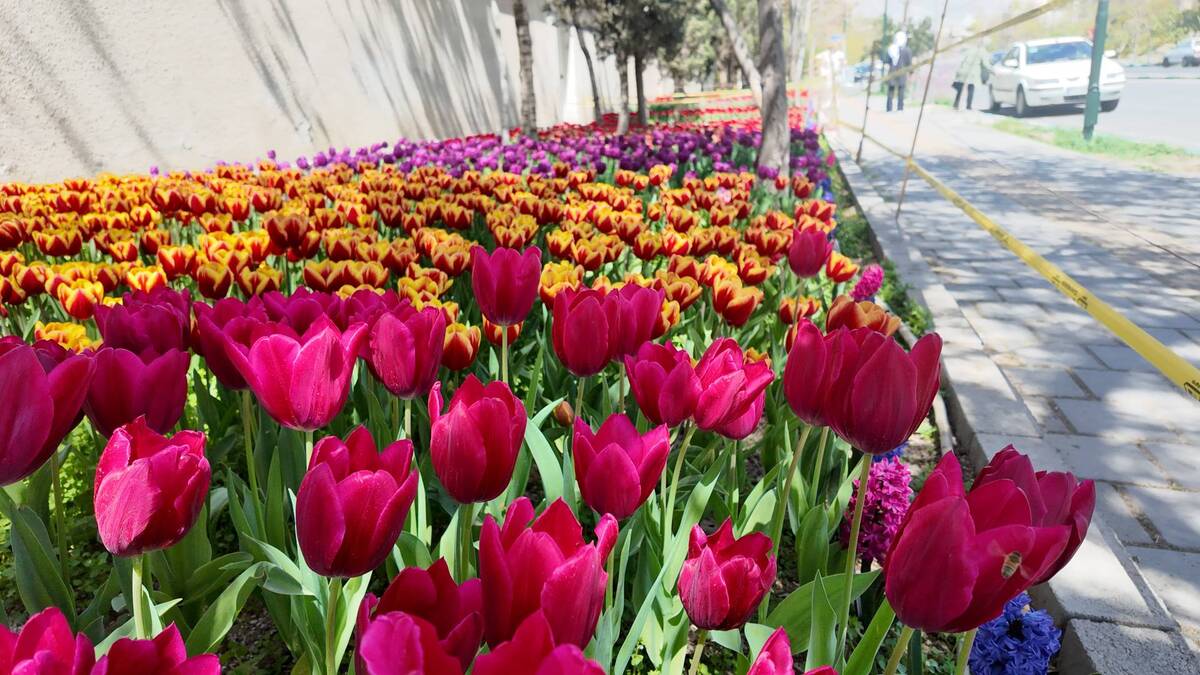 لاله‌ها در منطقه۲ به احترام روزهای ایثار شکفتند 