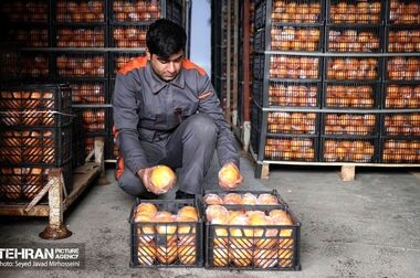 افزایش ساعات کاری میادین و بازارهای میوه و تره بار در ۴ روز انتهایی سال