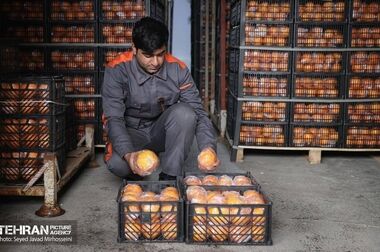 قیمت انواع آجیل و خشکبار