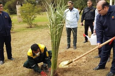 ۵۰۰ اصله نهال در فولاد خوزستان کاشته شد