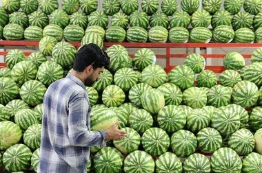 افتتاح همزمان پنج بازار جدید میوه و تره‌بار در تهران با سرمایه‌گذاری ۱۰۰ میلیاردی/ رشد بیش از ۱۵ درصدی فروش در شب یلدا