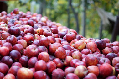 نستله در ایران می‌ماند