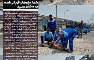تداوم «نذر همدلی» در پتروشیمی پردیس؛ شمار دام‌های قربانی‌شده به ۱۰۰ رأس رسید