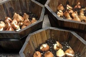 ۲۰ هزار پیاز لاله در منطقه ۲ کاشته شد