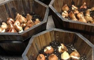 ۲۰ هزار پیاز لاله در منطقه ۲ کاشته شد