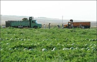 واگذاری ۵۶۴ هکتار زمین برای اجرای طرح های تعاونی زراعت در منطقه آزاد ماکو