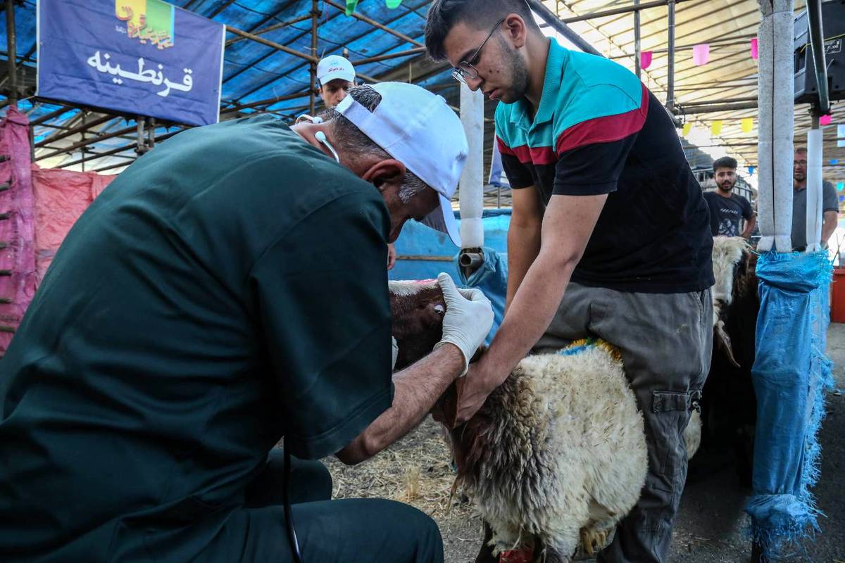 قیمت هر کیلوگرم دام زنده بهداشتی سبک ۳۴۰ هزار تومان