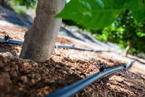 توسعه شبکه آبیاری فضای سبز در منطقه ۲ شهرداری تهران