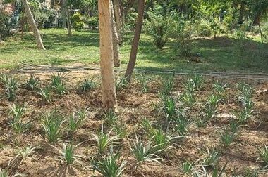 خیابان ورزش بوستان نهج البلاغه  میزبان شهروندان  بود