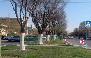 حفاظت از درختان منطقه ۲ با اجرای طرح باندینگ 