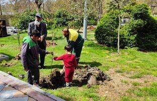 خدمات بی وقفه در شهر، از دمیدن نفس های سبز تا تیمار درختچه های منطقه یک 