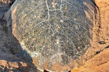 آغاز مدیریت دکتر نجفی در مبین انرژی خلیج فارس